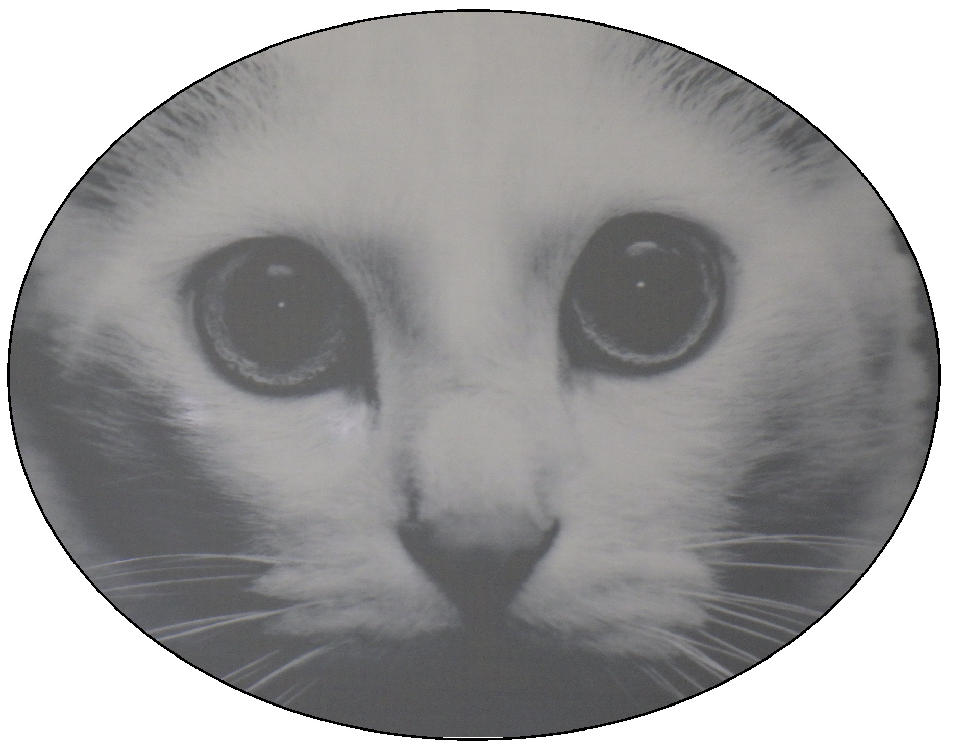 Tailorbelt Laser Marking(photo) Bima Efisien Solusi Teknik BEST